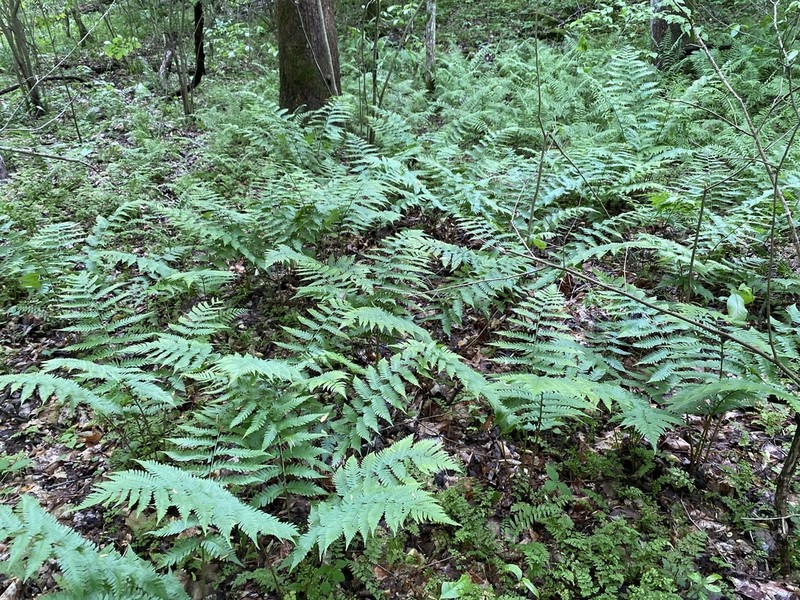 Goldie's Woodfern photo 5