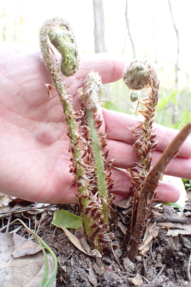 Goldie's Woodfern photo 6
