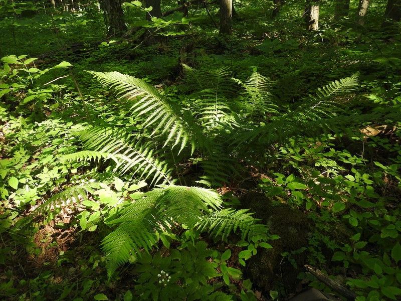 Goldie's Woodfern photo 7