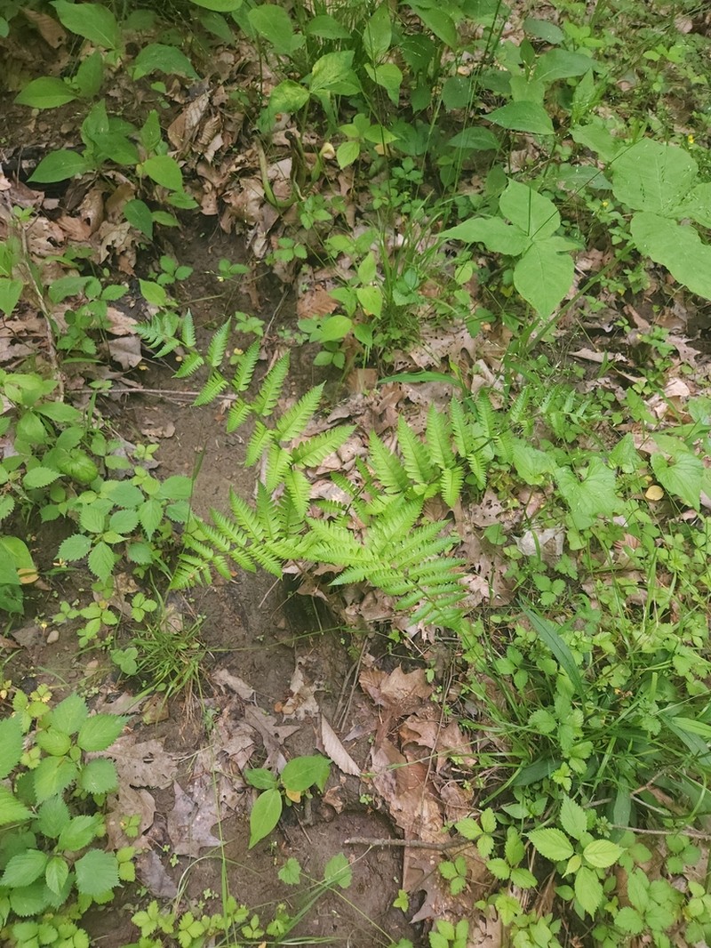 Goldie's Woodfern photo 8