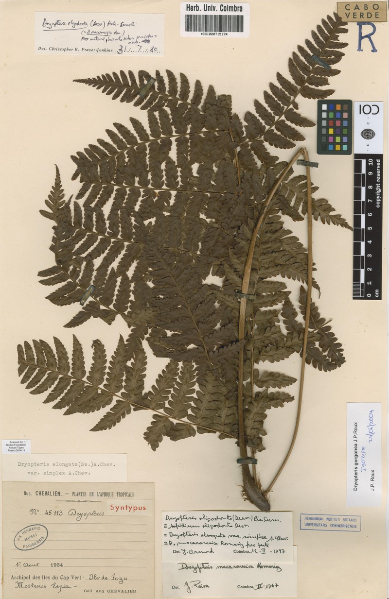 Dryopteris gorgonea