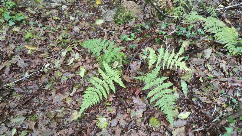 Dryopteris guanchica