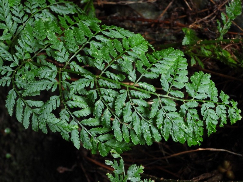Dryopteris guanchica photo 2