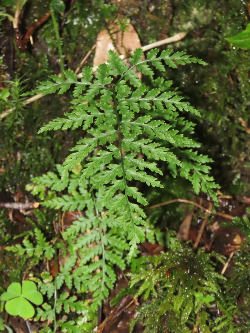 Dryopteris guanchica photo 3