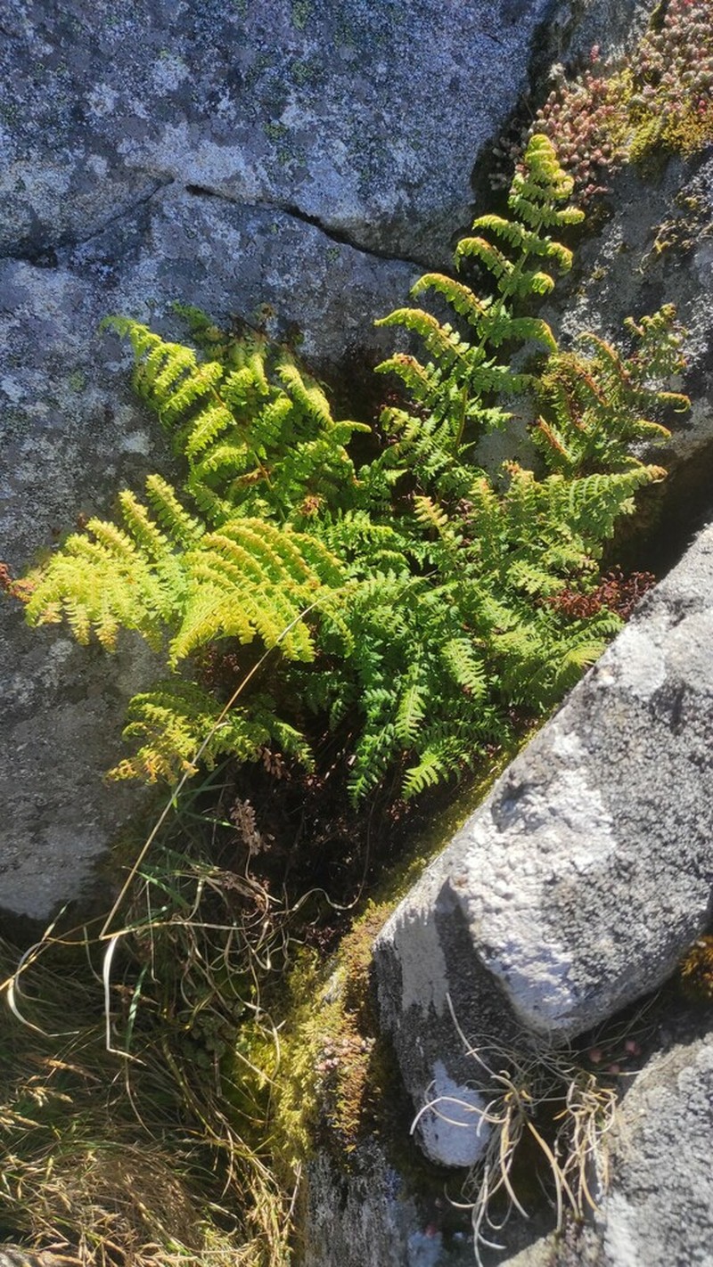 Dryopteris guanchica photo 4