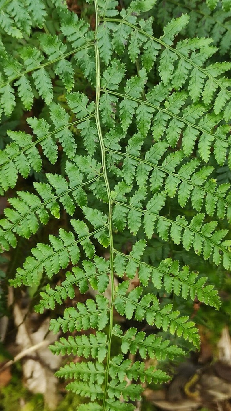 Dryopteris guanchica photo 5