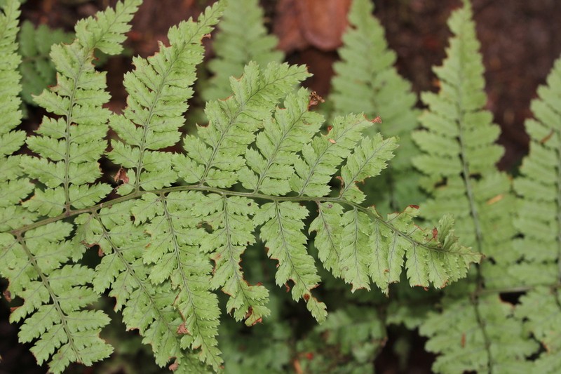 Dryopteris guanchica photo 6