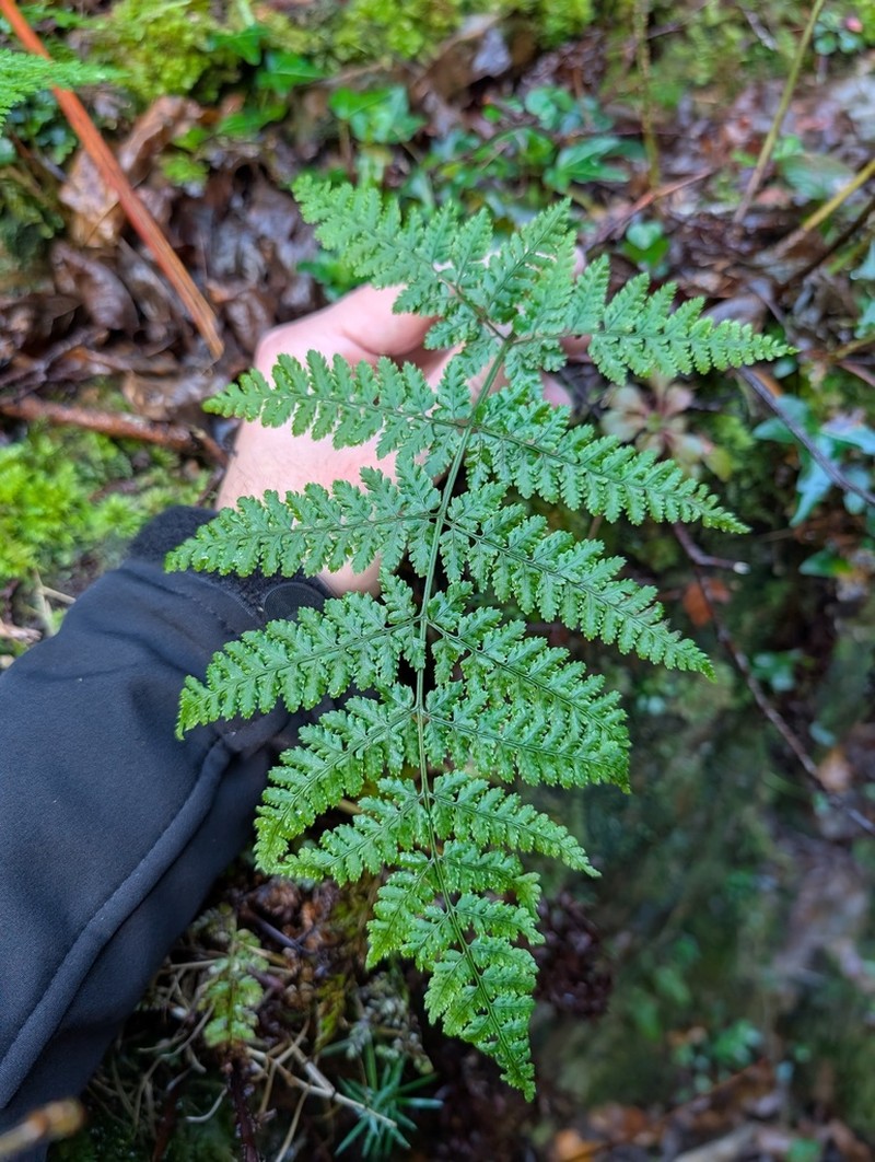 Dryopteris guanchica photo 7
