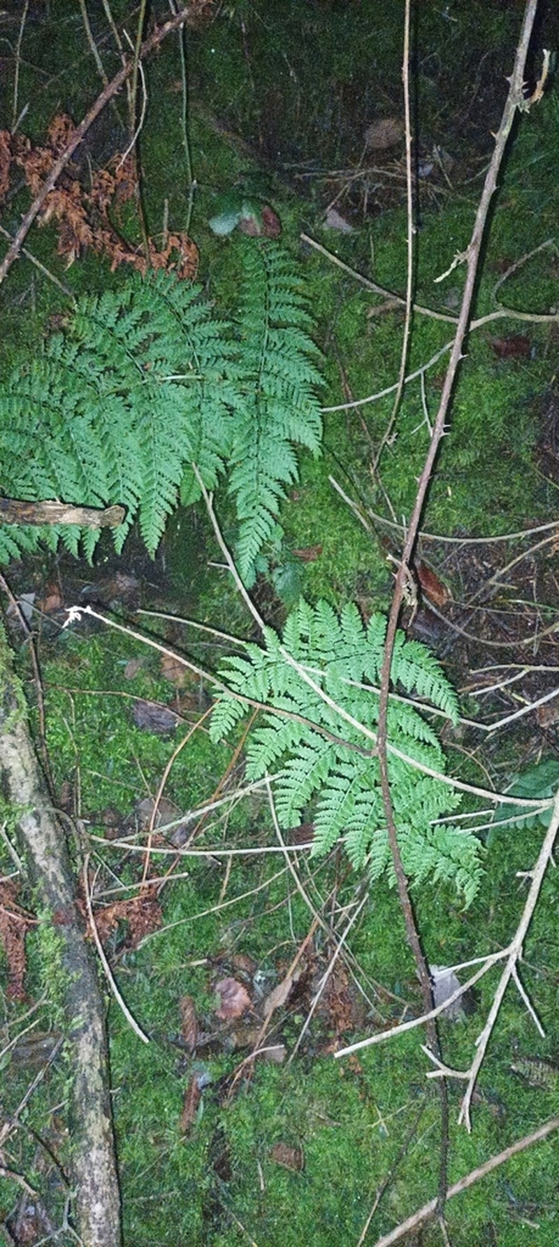 Dryopteris guanchica photo 8