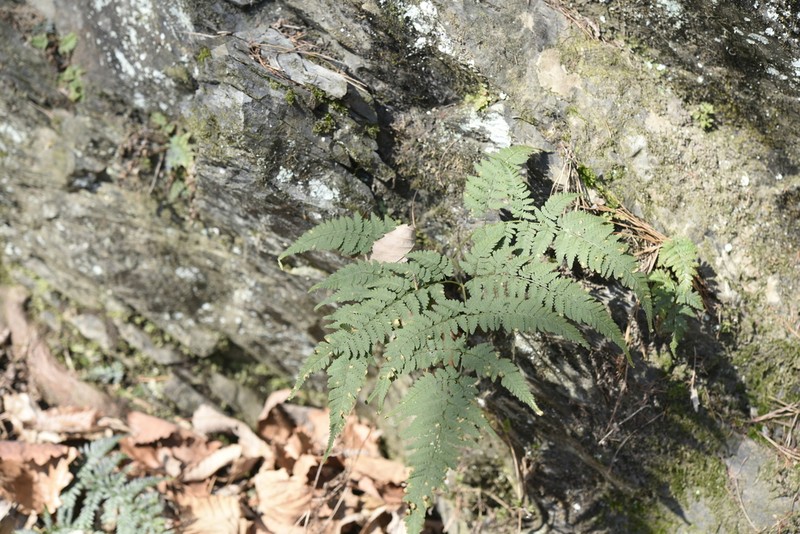Dryopteris gymnophylla