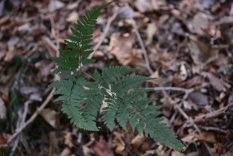 Dryopteris gymnophylla photo 2