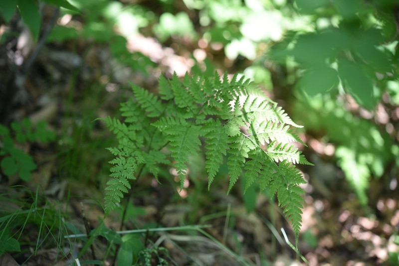 Dryopteris gymnophylla photo 3