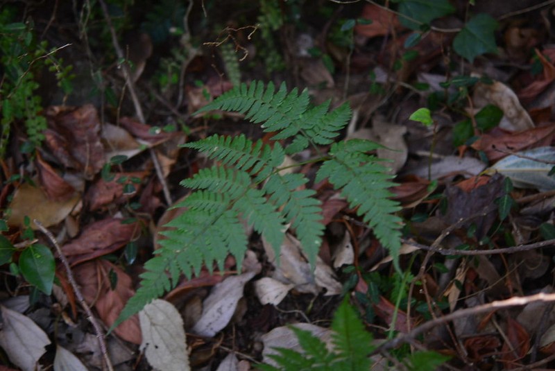 Dryopteris gymnophylla photo 4