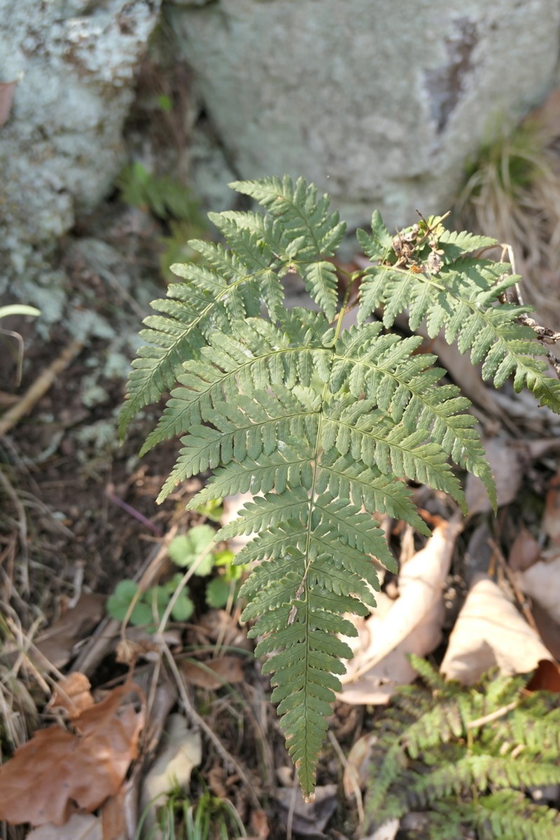 Dryopteris gymnophylla photo 5