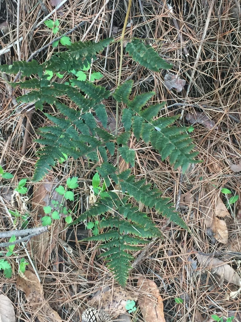 Dryopteris gymnophylla photo 6