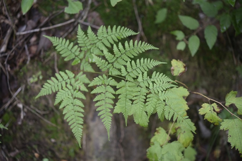 Dryopteris gymnophylla photo 7