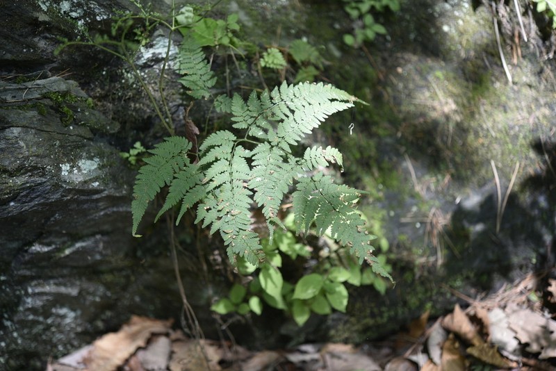 Dryopteris gymnophylla photo 8