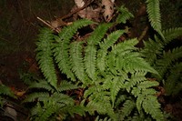 Dryopteris gymnosora