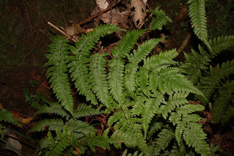 Dryopteris gymnosora