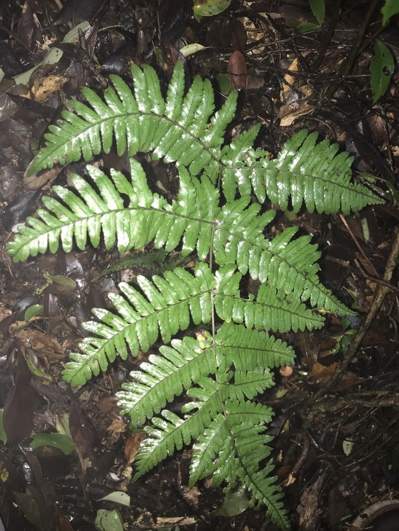 Dryopteris gymnosora photo 4
