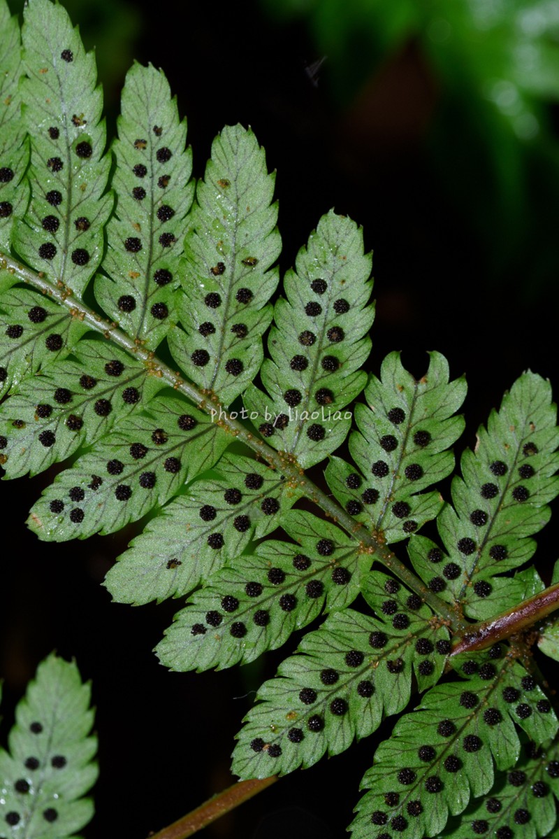 Dryopteris gymnosora photo 5