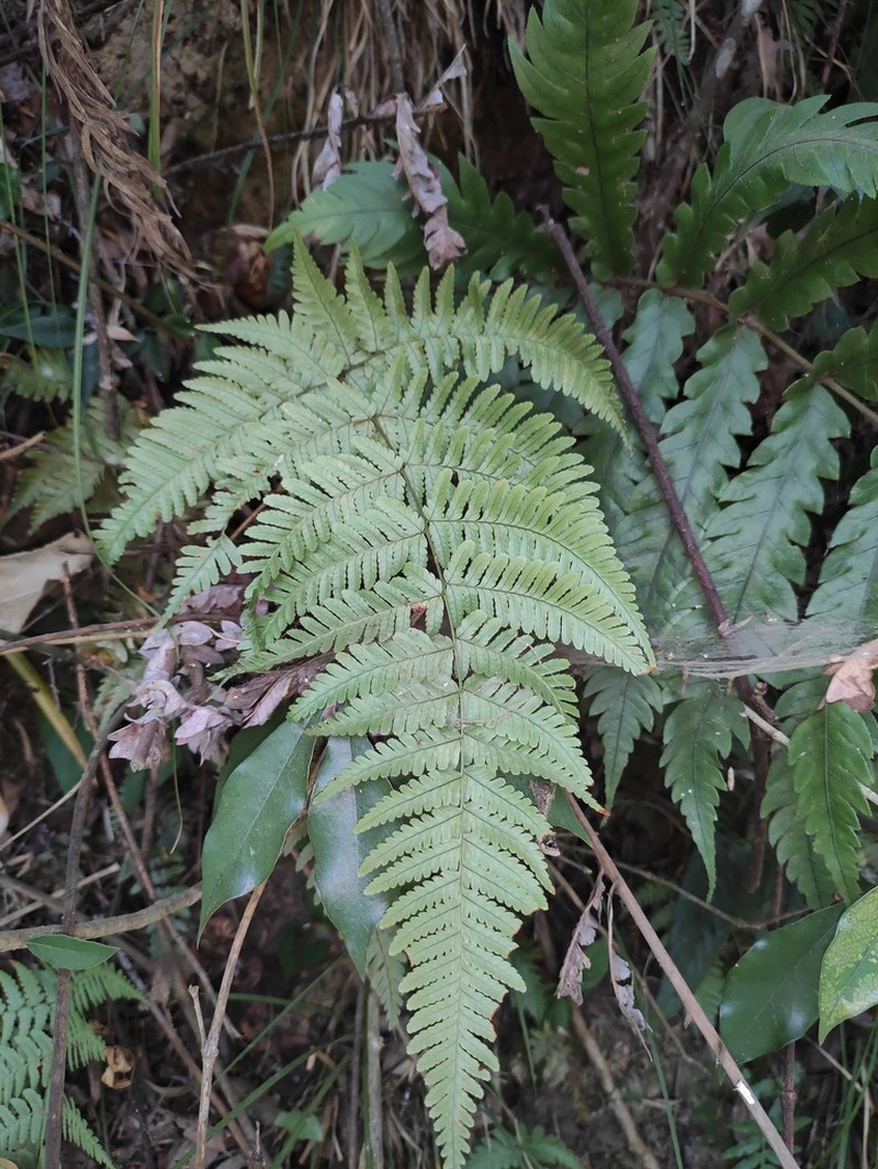 Dryopteris gymnosora photo 6