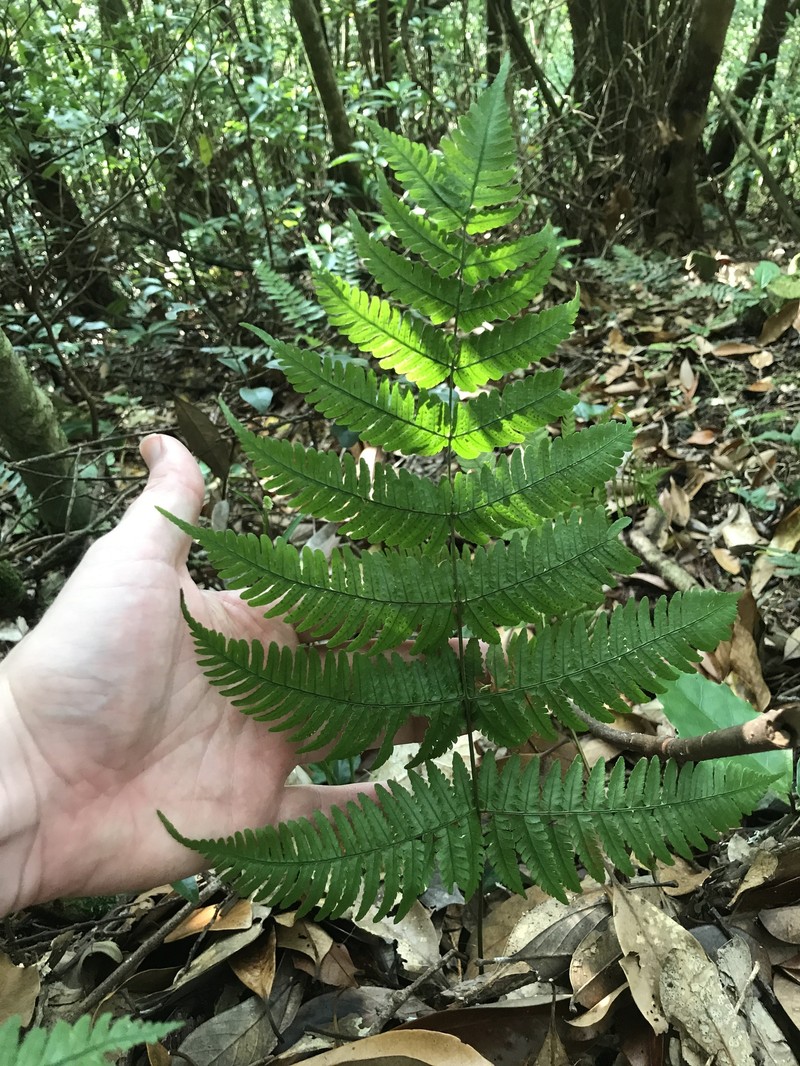 Dryopteris gymnosora photo 7