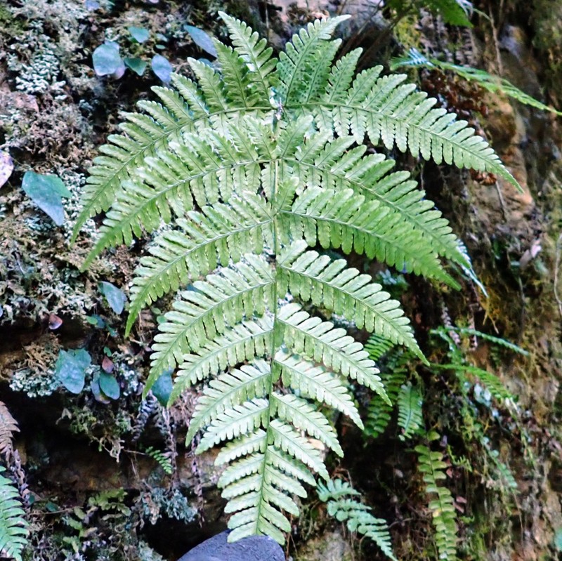 Dryopteris gymnosora photo 8
