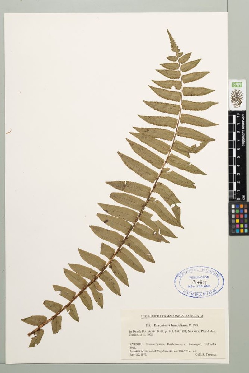 Dryopteris handeliana