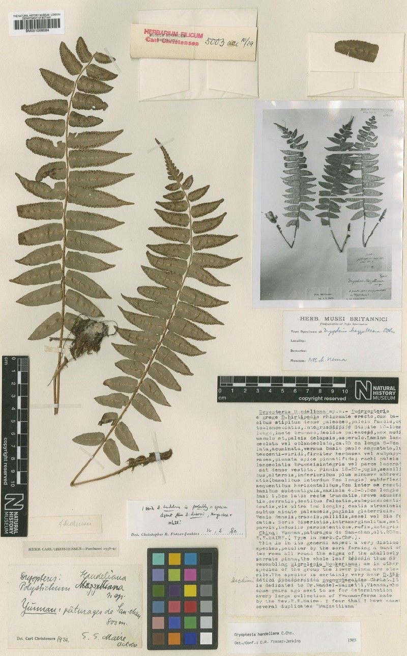 Dryopteris handeliana photo 2