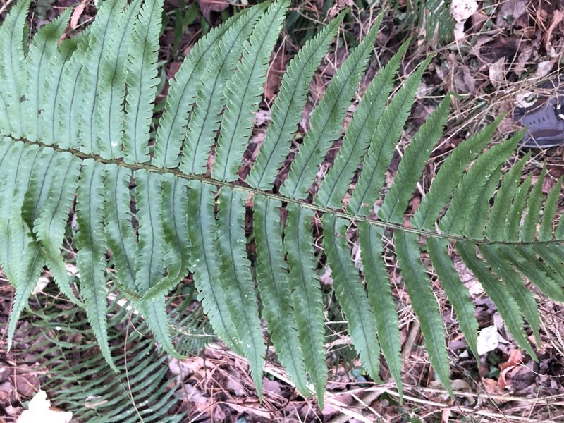 Dryopteris hangchowensis