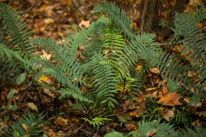 Dryopteris hangchowensis photo 2