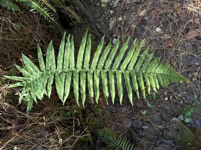Dryopteris hangchowensis photo 3
