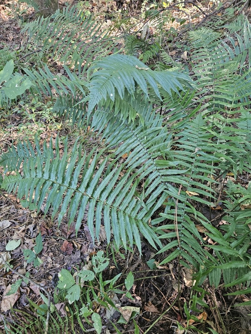 Dryopteris hangchowensis photo 4