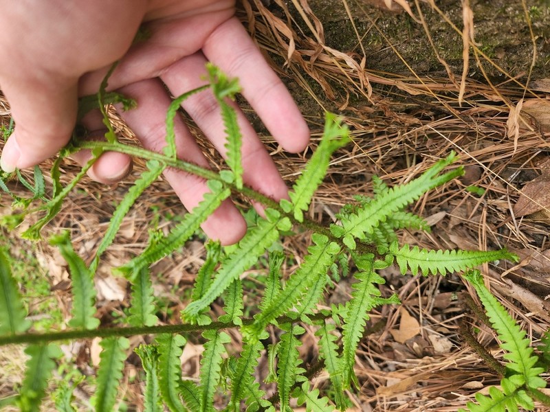 Dryopteris hangchowensis photo 5
