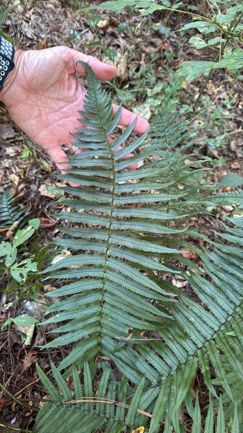 Dryopteris hangchowensis photo 6