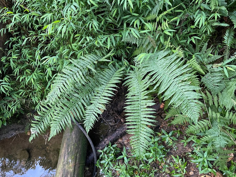 Dryopteris hangchowensis photo 7