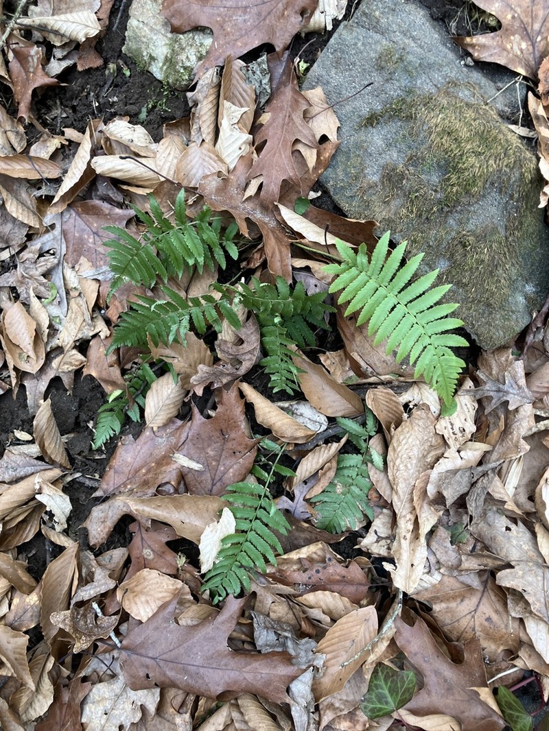 Dryopteris hangchowensis photo 8