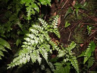 Dryopteris hasseltii