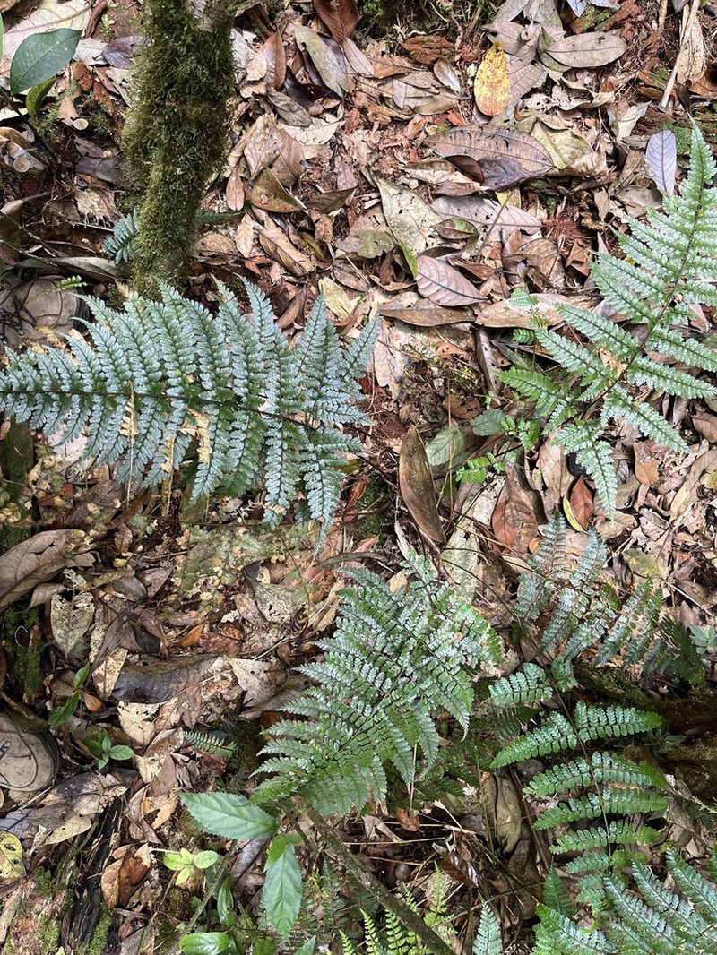 Dryopteris hasseltii photo 2