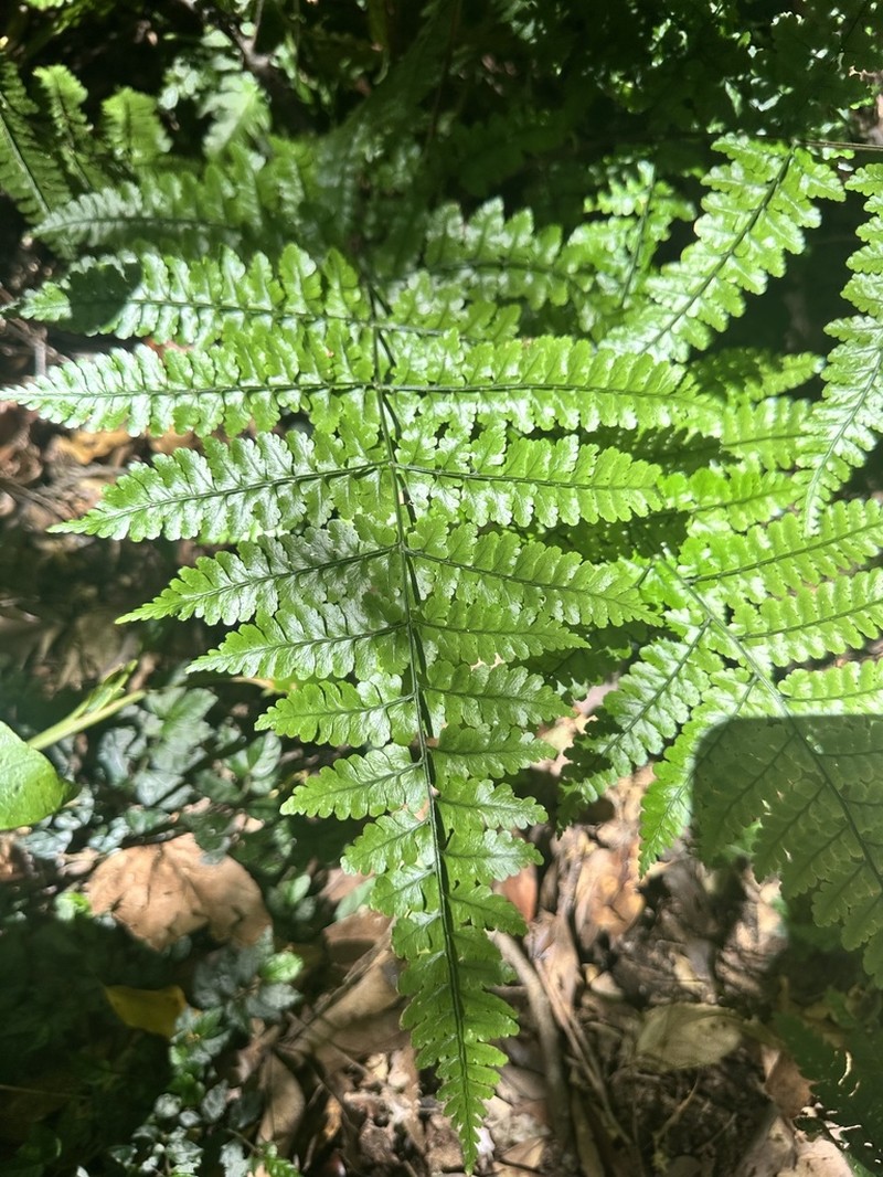 Dryopteris hasseltii photo 3