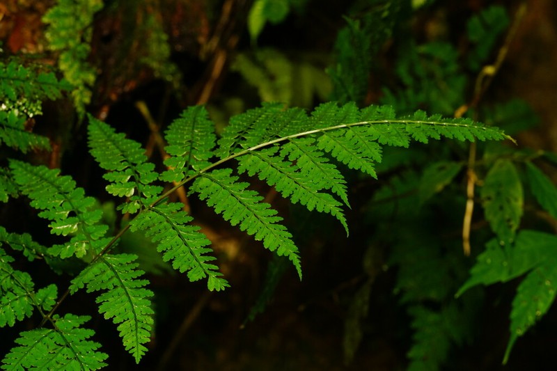 Dryopteris hasseltii photo 4
