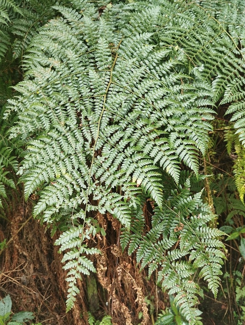 Dryopteris hasseltii photo 5