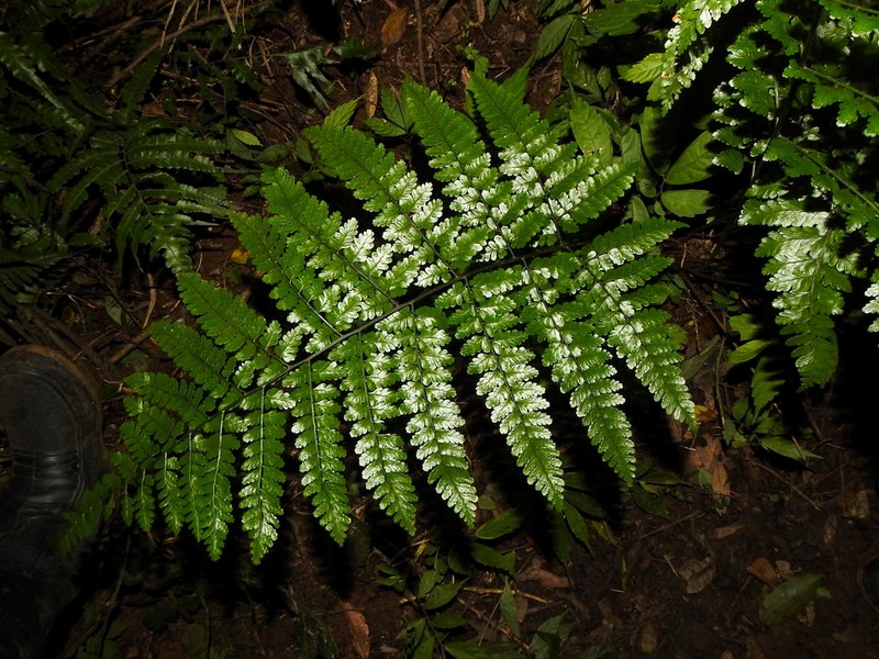 Dryopteris hasseltii photo 6