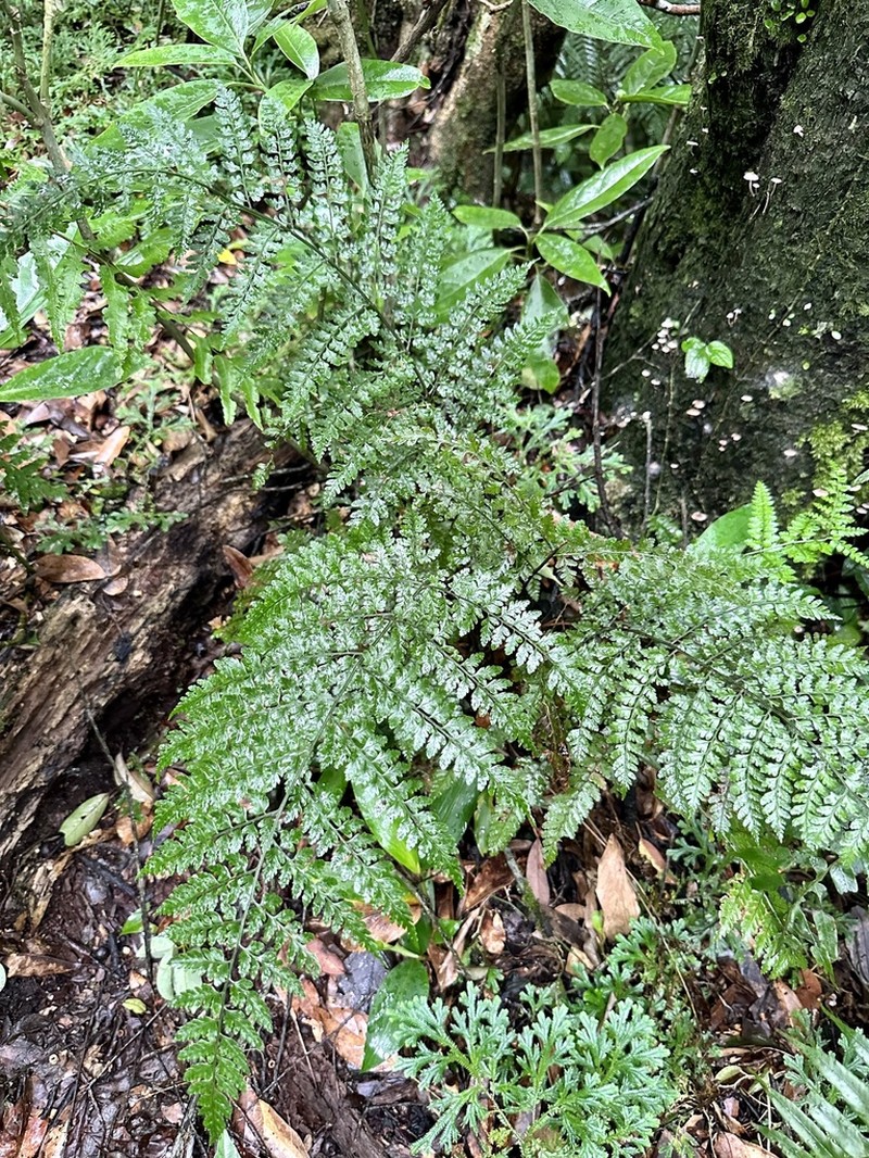 Dryopteris hasseltii photo 7
