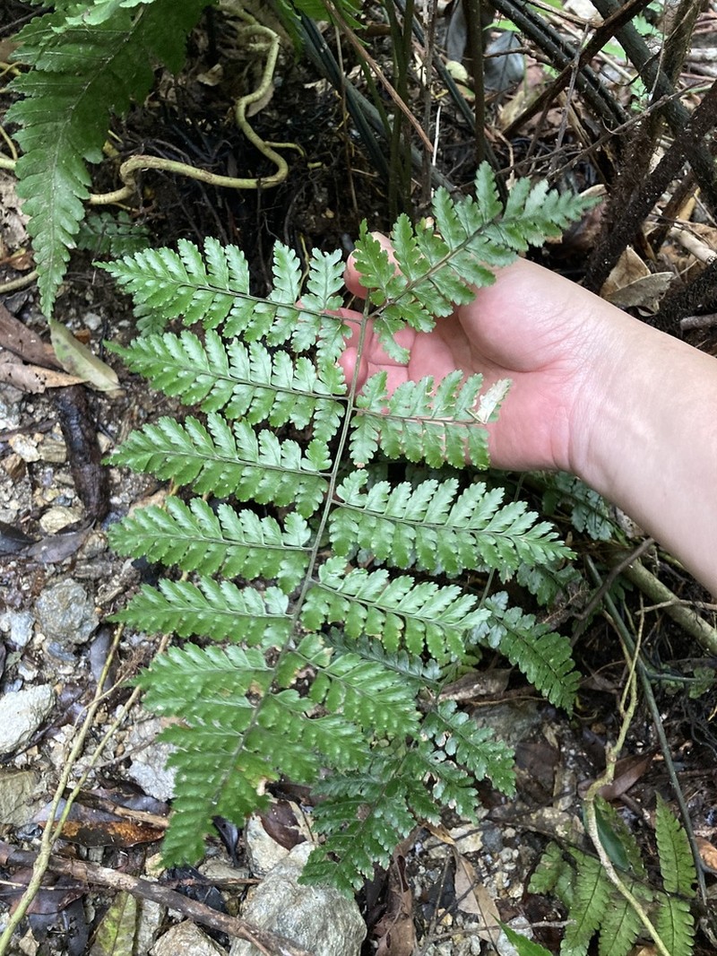 Dryopteris hasseltii photo 8
