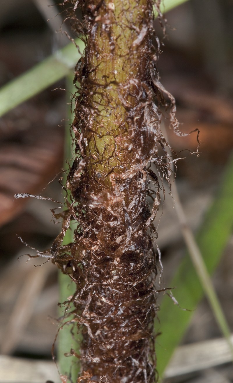 Hawai'I Woodfern photo 6