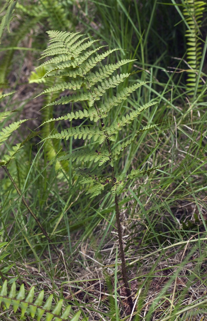 Hawai'I Woodfern photo 7