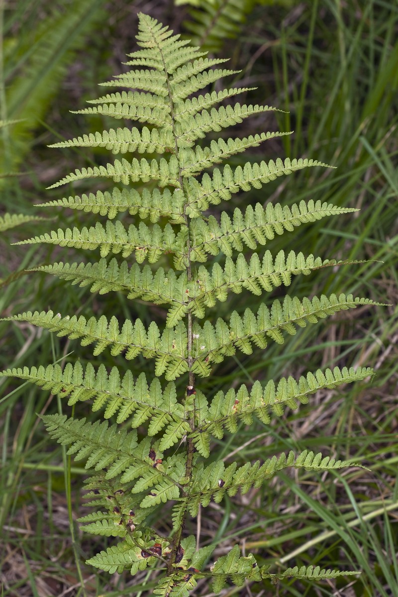 Hawai'I Woodfern