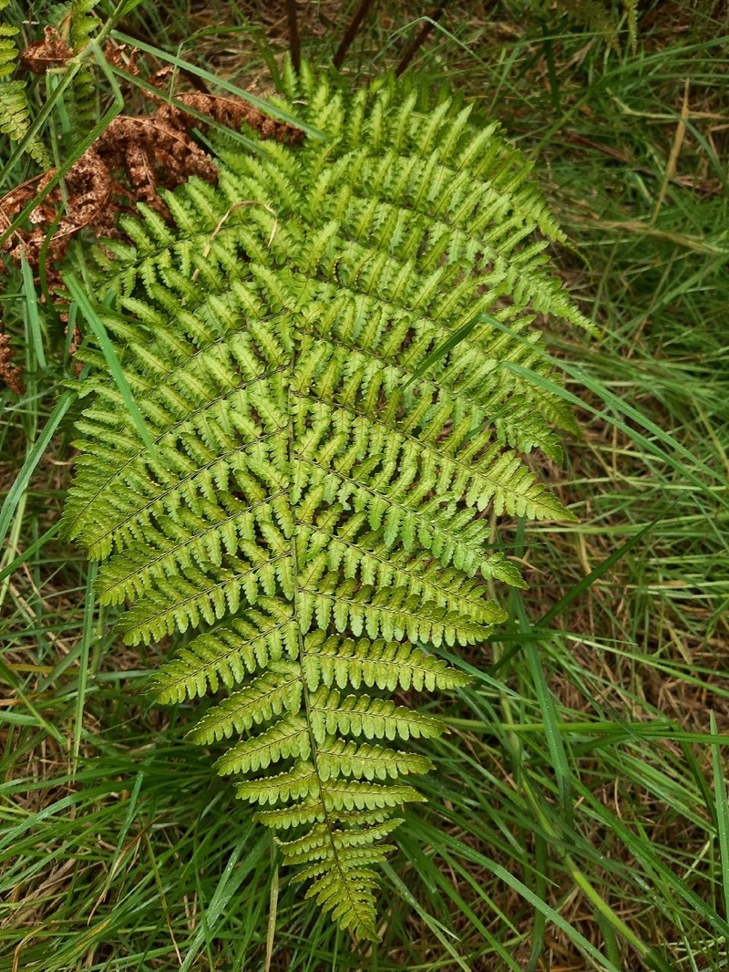 Hawai'I Woodfern photo 2